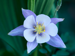 columbine