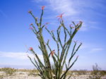 Ocotillo