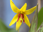 Trout Lily Adders Tongue