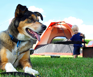 Dog with child