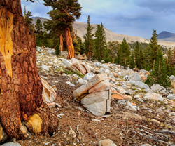 John Muir Trail