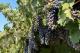 Photo: Locatelli Vineyards and Winery