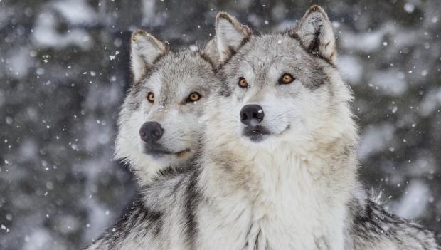 Gray Wolves at Harriman State Park