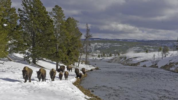 Wildlife experiences across America