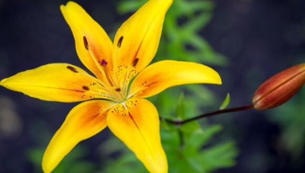 Picturesque Campgrounds for Spring Wildflower Viewing