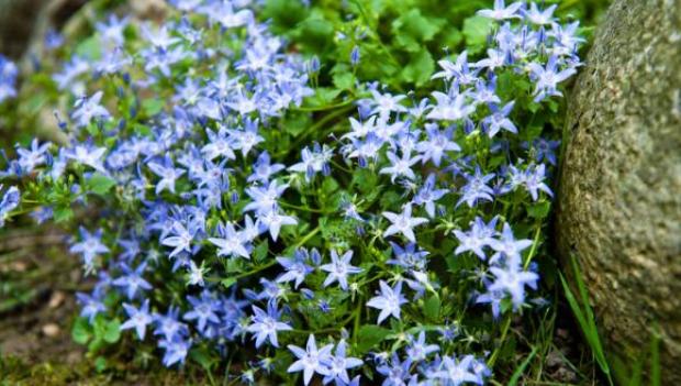 Picturesque Campgrounds for Spring Wildflower Viewing