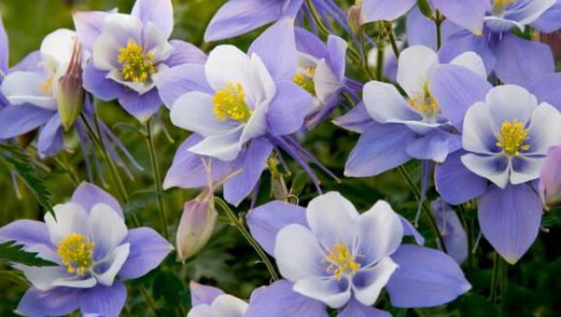 Picturesque Campgrounds for Spring Wildflower Viewing