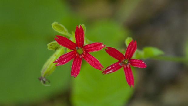 Picturesque Campgrounds for Spring Wildflower Viewing