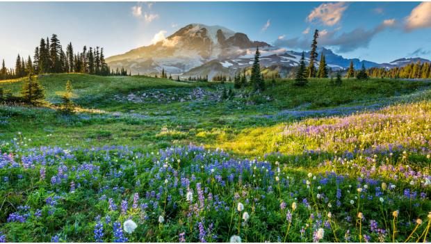 Mount Rainier Wildflowers