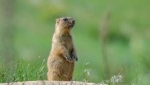 Groundhog Day Events for the Whole Family