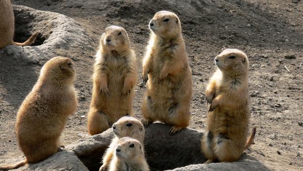 Prairie dogs