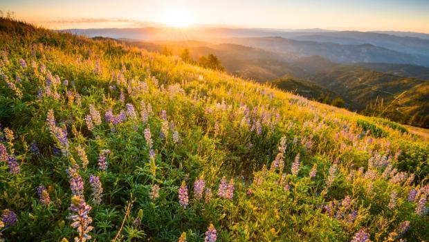 Idaho best wildflower hikes