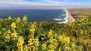 The West’s Best Hikes for Spring Wildflowers