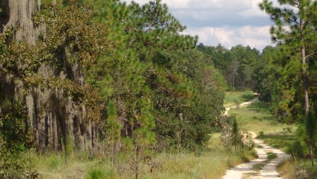 America forest regions