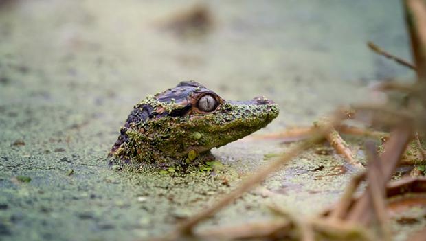 Wildlife Photo Category Contest Winner