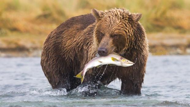 brown bear at shuyak island state park