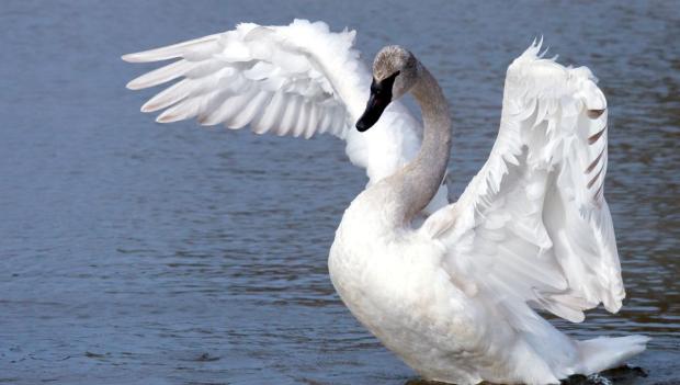 trumpeter swans at harriman state park