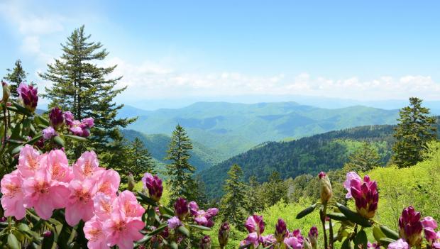 North Carolina wildflower hikes