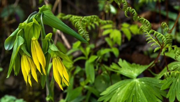 Virginia wildflower hikes